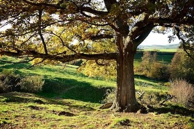 L'utilisation des bons matériaux pour la bordure autour des arbres